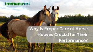 Why Is Proper Care of Horse Hooves Crucial for Their Performance?