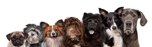 Happy and Healthy Dogs