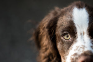 Dogs immune - Immunovet's Fermented Wheat Germs Extract