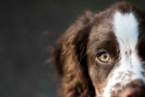 Dog face image