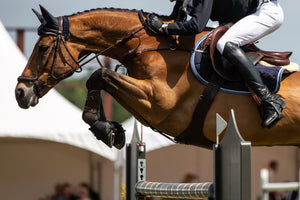 Equine Jumper IMG
