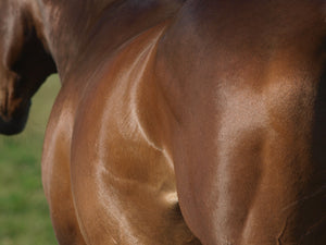 Equine Physique - Immunovet GI Advantage