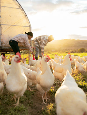 Farmers Feeding Chickens