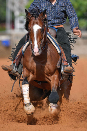 High Equine Performance