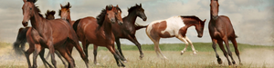 Immunovet's Fermented Wheat Germ Extract has been shown to reduce bad behavior in horses due to Oestrus, Colic and Gastric Ulcers