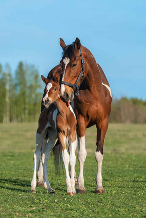 Mare caring for Foal