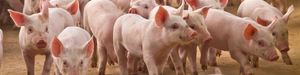 Pigs - Immunovet's Fermented Wheat Germ Extract has been shown to improve the immune system