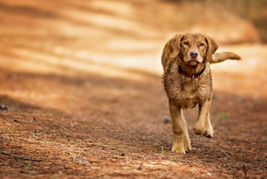 Healthy Dogs