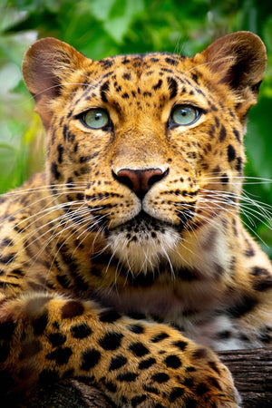 Leopard Image