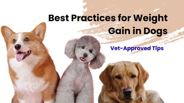 Best Practices for Weight Gain in Dogs: Vet-Approved Tips