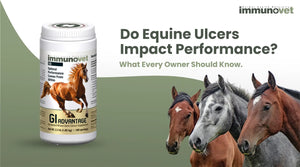 Do Equine Ulcers Impact Performance? What Every Owner Should Know