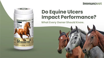 Do Equine Ulcers Impact Performance? What Every Owner Should Know