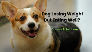 Dog Losing Weight But Eating Well? Causes & Solutions