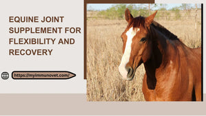 Equine Joint Supplement for Flexibility and Recovery