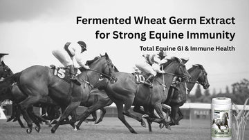 Fermented Wheat Germ Extract for Strong Equine Immunity