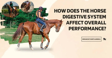How Does the Horse Digestive System Affect Overall Performance?