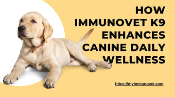 How Immunovet K9 Enhances Canine Daily Wellness