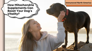 How Mitochondria Supplements Can Boost Your Dog’s Vitality?