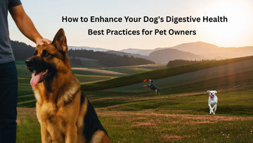 How to Enhance Your Dog's Digestive Health: Best Practices for Pet Owners
