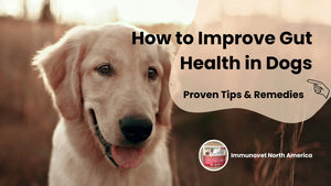 How to Improve Gut Health in Dogs: Proven Tips & Remedies