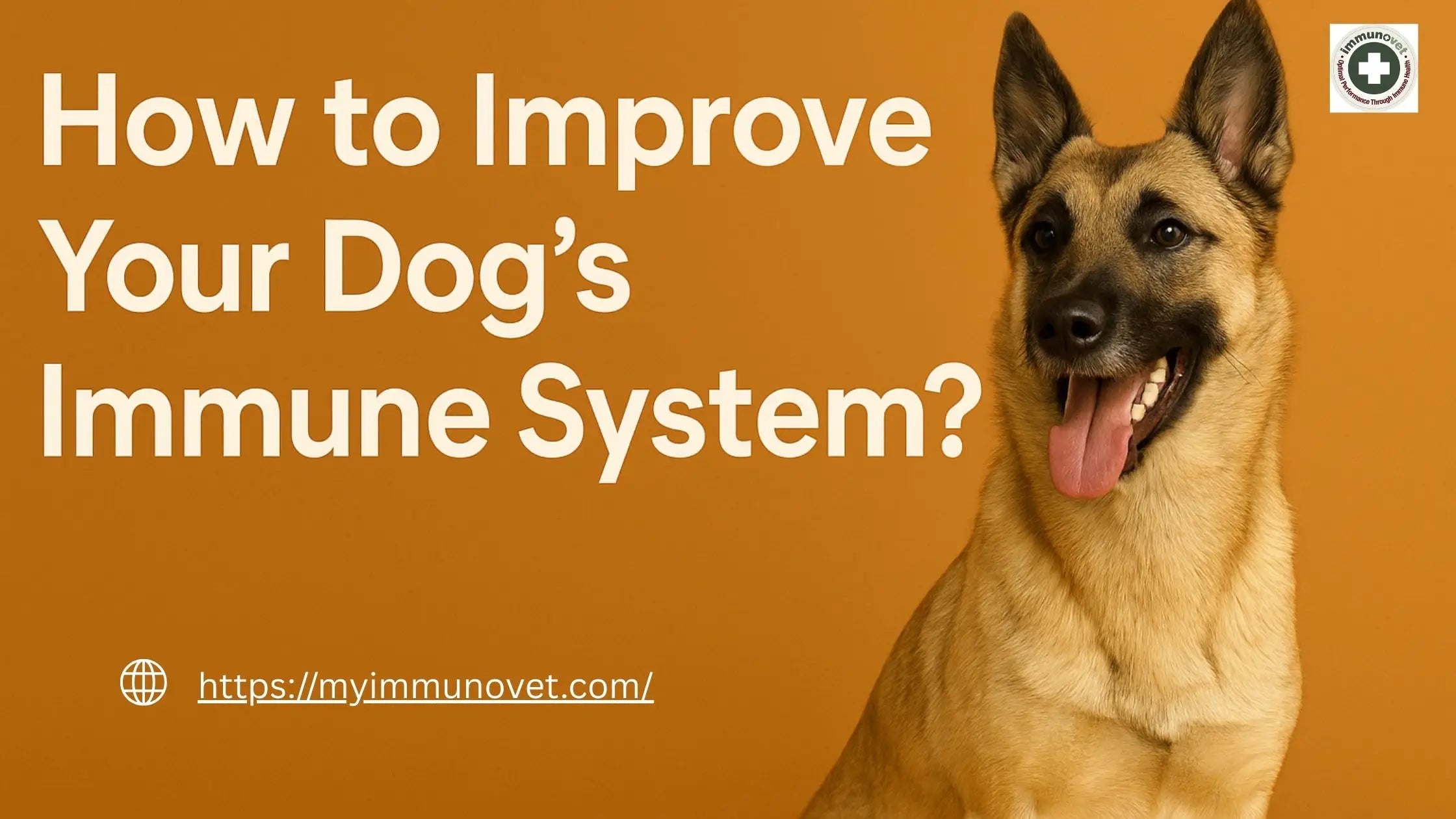 How to Improve Your Dog’s Immune System? - Immunovet North America