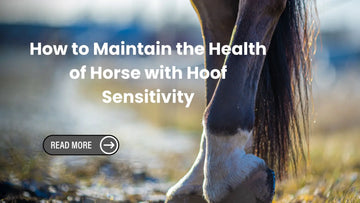 How to Maintain the Health of Horse with Hoof Sensitivity