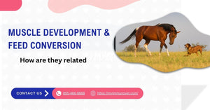 Muscle Development & Feed Conversion - How are they related