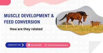 Muscle Development & Feed Conversion - How are they related