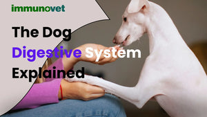 The Dog Digestive System Explained - Immunovet North America