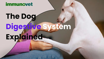 The Dog Digestive System Explained - Immunovet North America