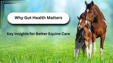 Why Gut Health Matters: Key Insights for Better Equine Care