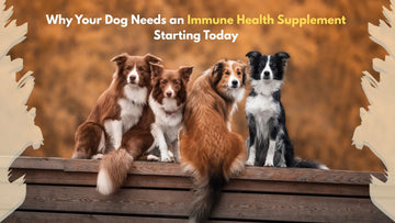 Why Your Dog Needs an Immune Health Supplement—Starting Today