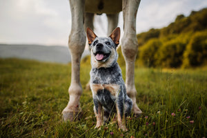 Happy and Healhty Dogs