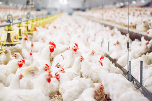 Immunovet has been shown to promote immune health in large poultry populations like chickens, turkeys, geese and ducks