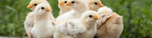 The Effect of FWGE on Broiler Chicks’ Growth Performance, Immunological Status, and Carcass Characteristics