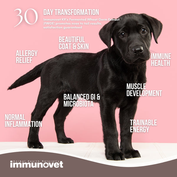 Immunovet K9's Fermented Of Wheat Germ Extract 