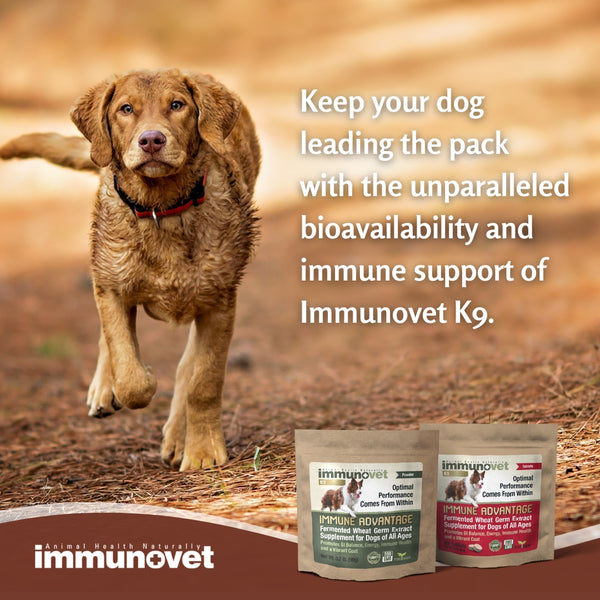 Immune Advantage Fermented Wheat Germ Extract Supplement For Dogs Of All Ages