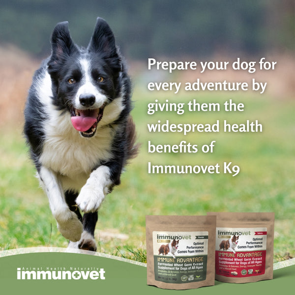 Immune Advantage Fermented Wheat Germ Extract Supplement For Dogs Of All Ages