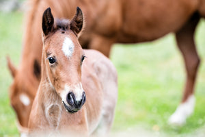 Immunovet EQ has been shown to benefit foals and promote immune health in horses of all ages