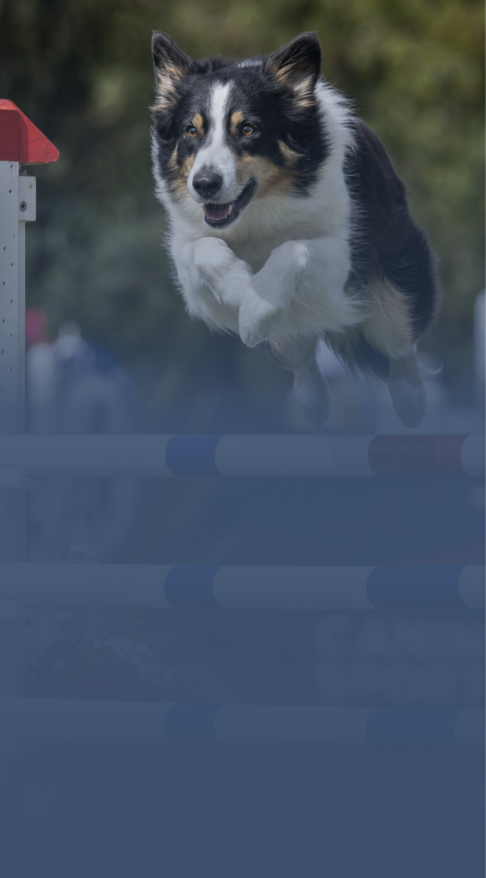 Helping Dogs be their best too!