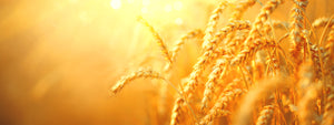 Immunovet GI Advantage can promote Gastric and Digestive Health using Fermented Wheat Germ Extract