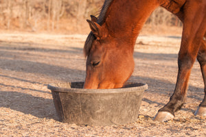 Horse_eatingHorses prone to gastric issues - Immunovet EQ