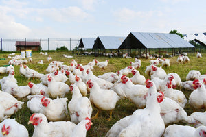 Effect of Immunovet on the Performance of Broiler Chickens