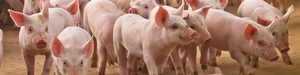 Immunovet's Fermented Wheat Germ Extract has been shown to improve the immune, digestive and metabolic health in pig, hog, swine populations