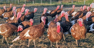 Turkey Farm