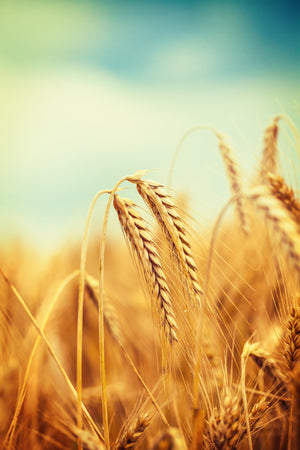 Wheat Germ is considered a Superfood and fermenting it can promote Immune and Digestive Health