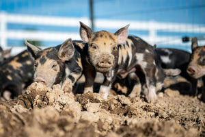 The Effect of FWGE on Production Parameters and Immune Status of Growing Pigs